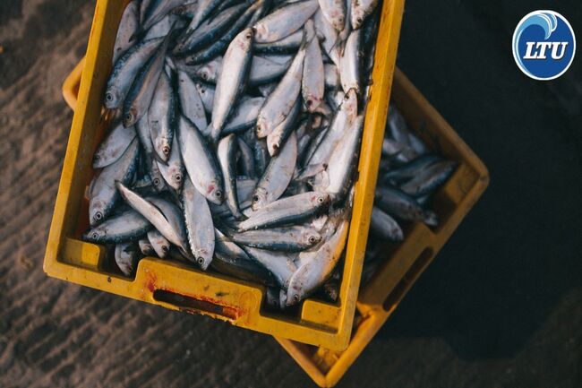 How to Properly Store Your Seafood